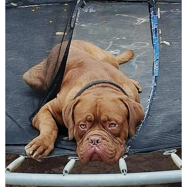 Dogo Burdeos  Cachorros Disponibles 2 Hembras