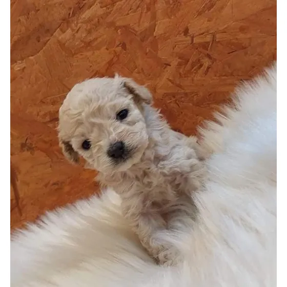 Caniche 