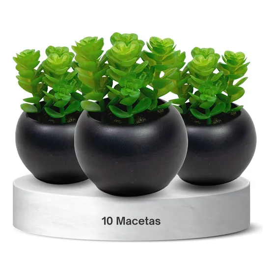 Pack 10 Macetas Mini Hierba De Nuez Suculenta Jordana