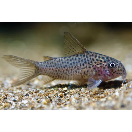 Pct. C/ 10 Peixes Coridora Xinguensis - Água Doce - Aquário 