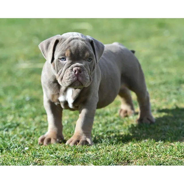 Cachorros American Bully Pocket Perros Cartagena Santa Marta