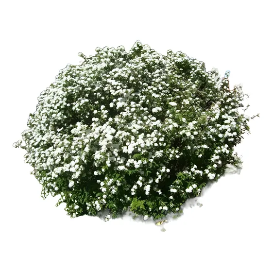Corona De Novia En E. 04 Lts - Vivero Kirken