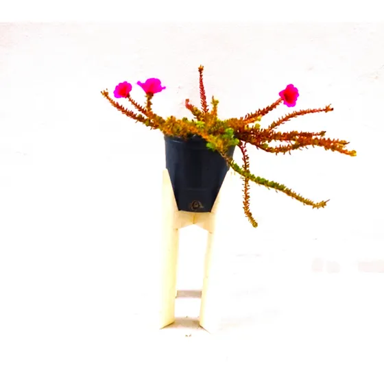 Suculenta Portulaca Grandiflora Morada 50 Cm Con Maceta