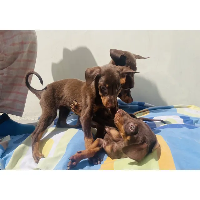 Cachorros Doberman