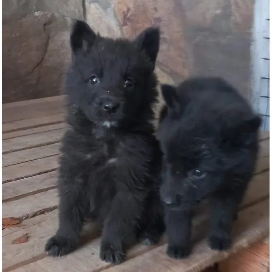Cachorros Belga Groendael