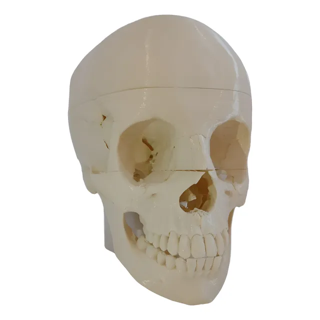 Craneo Desmontable Imantado 3d Medicina Anatomia Neuprint3d