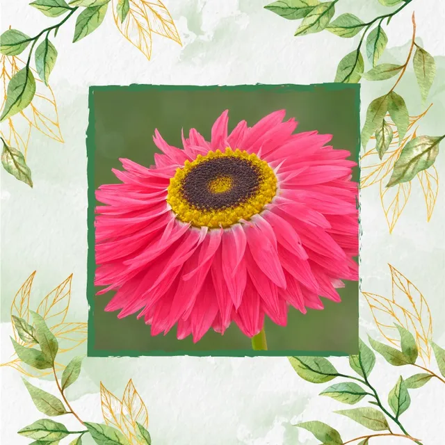 100 Semillas Flor Siemprevivas Inmortales + Obse Germin (1n)