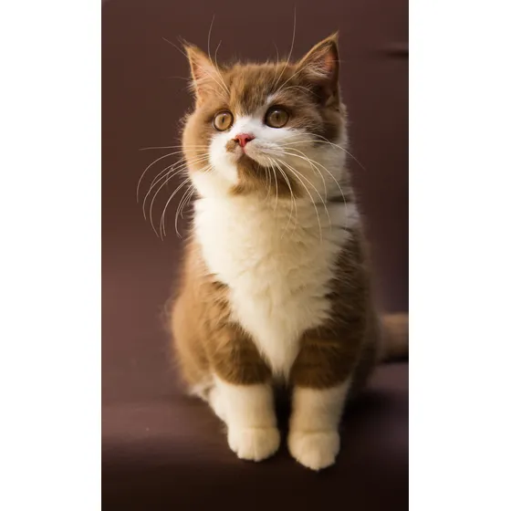 Filhotes Gato British Shorthair Bicolor Canela - Pedigree