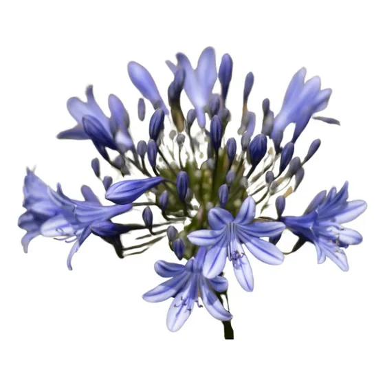 Planta Agapanthus Violeta X5 Unidades En 3 Litros 1.ªcalidad