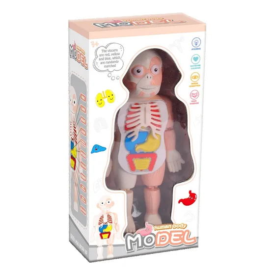 Puzzle 3d Didáctico Cuerpo Humano Para Niños - Toystore