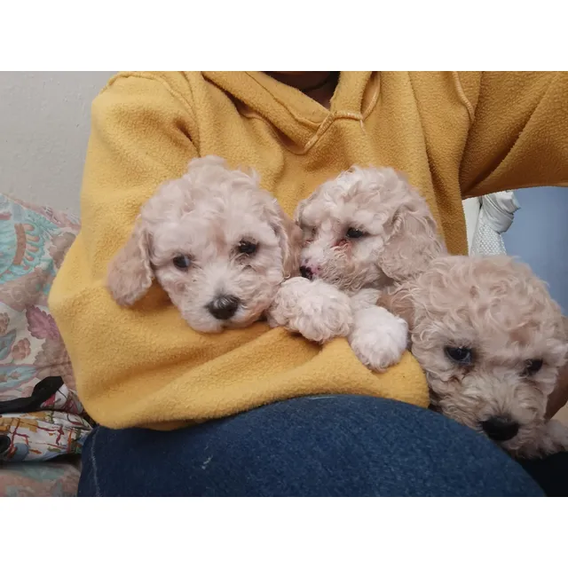 Cachorrras Poodles Hembras