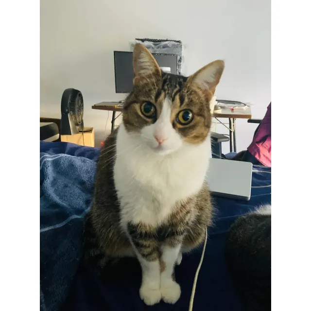 Gatita De 6 Años En Adopción