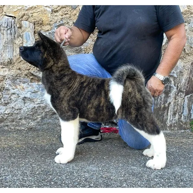 Cachorro Akita Americano Con Pedigree