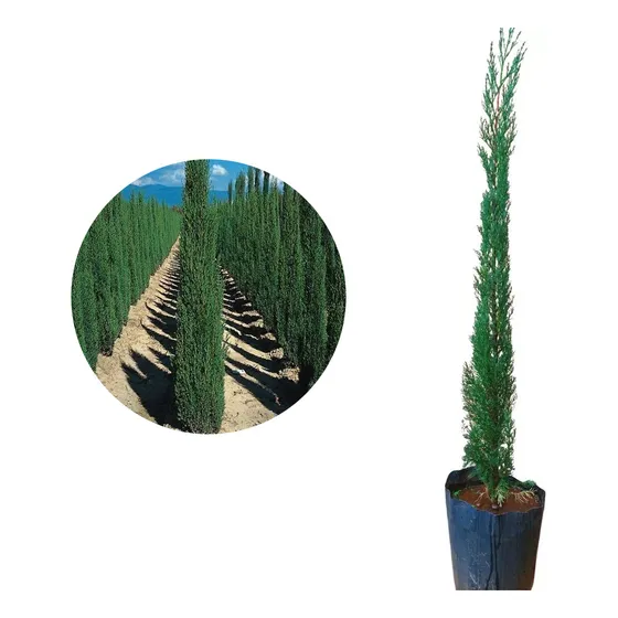 Muda De Cipreste Italiano Altura De 20 Cm A 50 Cm