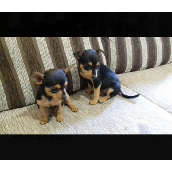 Filhotes Lindos De Pinscher Miniatura Com Pedigree 