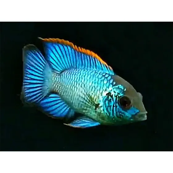 Peixe Ciclídeo Aequidens Eletric Blue