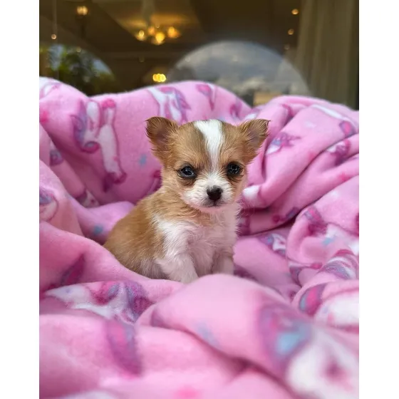 Cachorros Chihuahua Pelo Largo Pedigrí Vacunados Tienda Físi