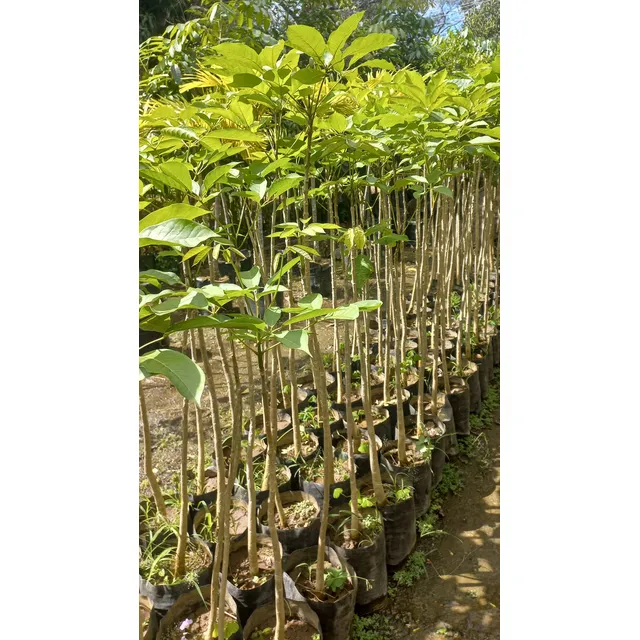 Plantas De Apamate