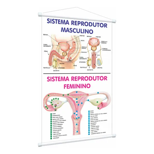 Banner Pedagógico Sistema Reprodutor Masculino Feminino
