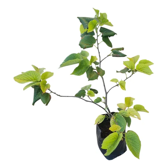Arbol De Tilo Oferta !!!