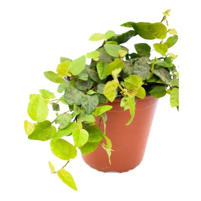 Ficus Repens Planta Trepadora Jardín Enamorada Del Muro
