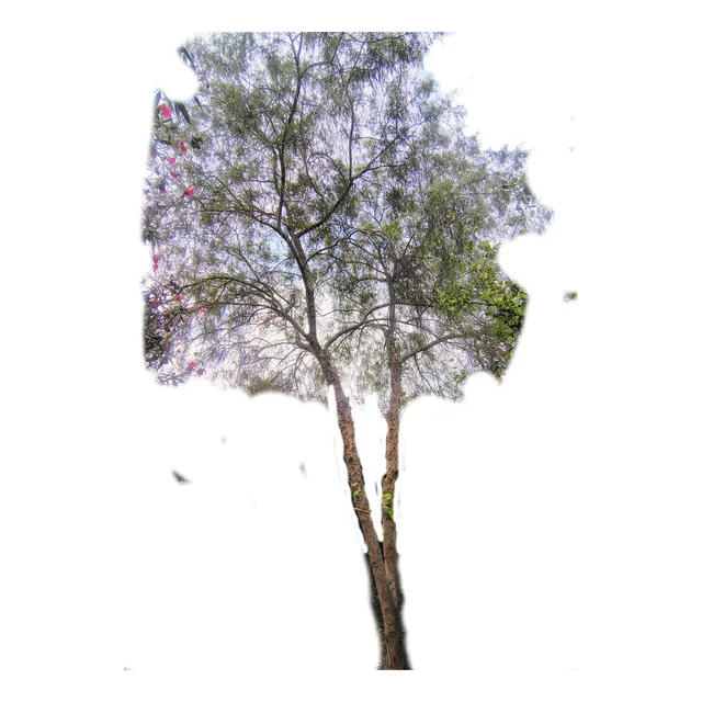 Árbol Yunza De Molle Serrano 12 - 13 M