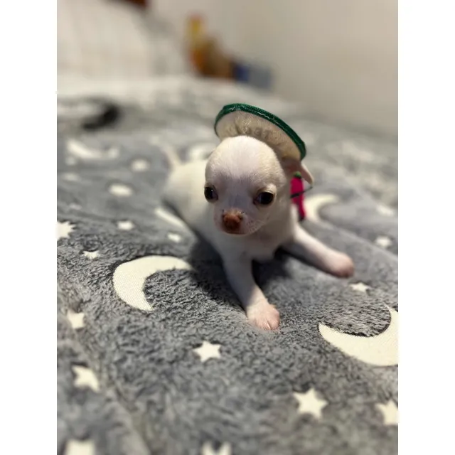 Chihuahuas Macho Inscrito Kcc Pequeño