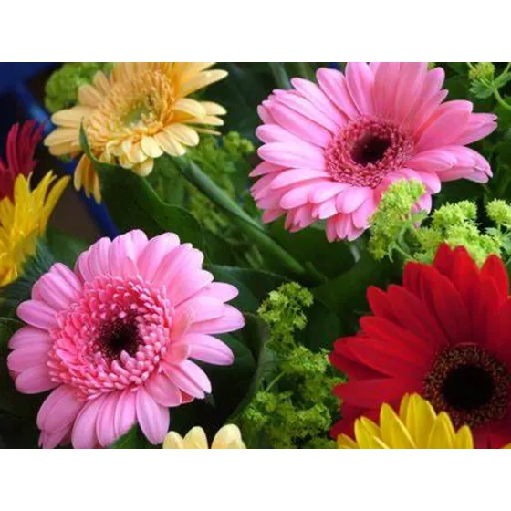 Semilla De Girasol Mini,cactus,gerbera 100 Semillas C/u