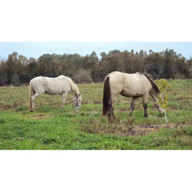 Pension De Caballos