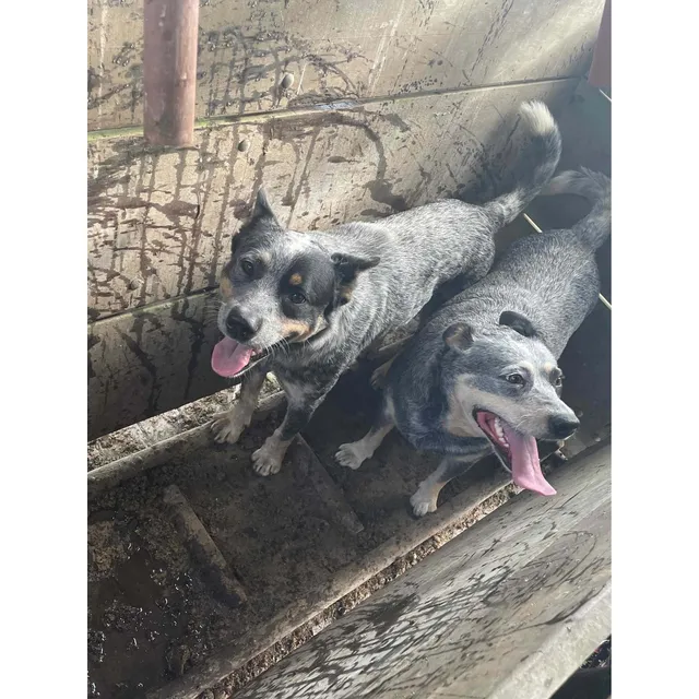 Cachorros Pastor Ganadero Australiano