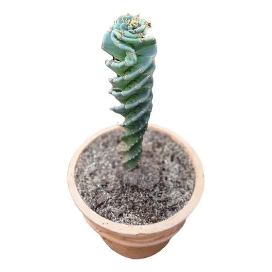 Cactus Espiral Grande En Macetero.