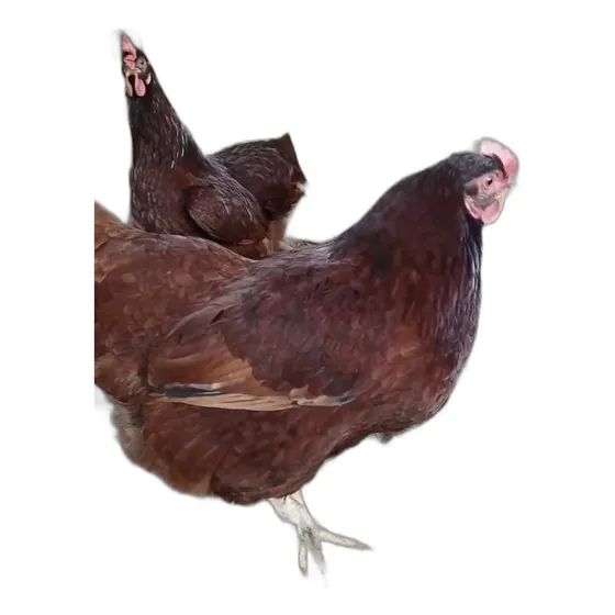 Ovos Galados Rhode Island Red - Rhodia (18 Ovos)