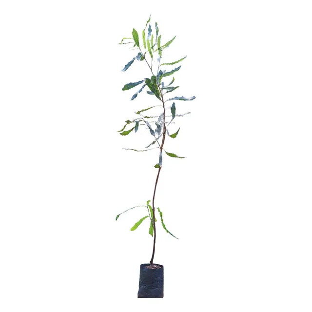 Planta Nuez De Macadamia Enorme Último Ejemplar