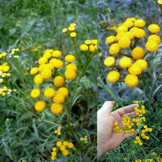 75 Semente Tanacetum Vulgare Erva Catinga Mulata Tanaceto