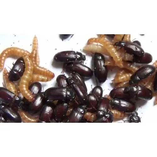 Cucarrón Del Maní, Gorgojo, Alimento Vivo (tenebrio) 700 Uds