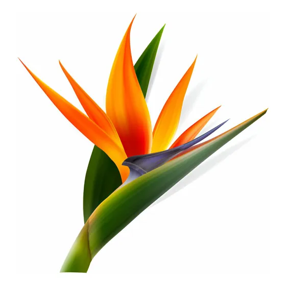 Ave Del Paraiso Pack  X 2 (strelitzia Reginae) Gratis A Rm