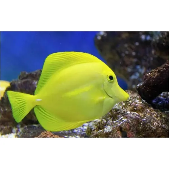 Peixe Marinho Yellow Tang Rarissimo
