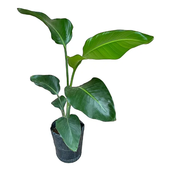 Strelitzia Nicolai Ave Del Paraíso 70cm Maceta 10l Interior