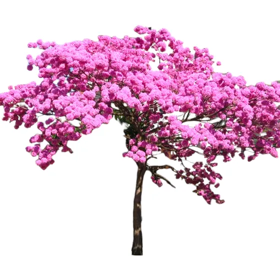 Lapacho Rosado - Árbol Nativo Floración Espectacular