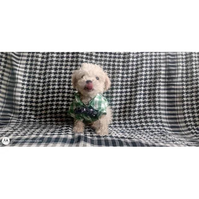 Poodle Macho Microtoy 