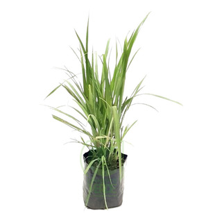 Planta Té De Limón Planta Té De Limón