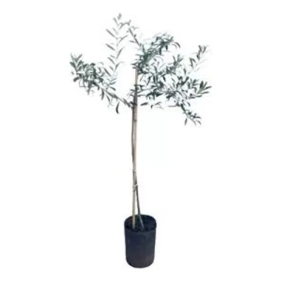 Olivo 170 Cm - Árbol Injertado Ya Dió Frutos - E.gratis
