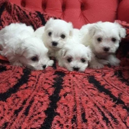 Maltes Mini Bichón Maltés Mini Machitos Blanco