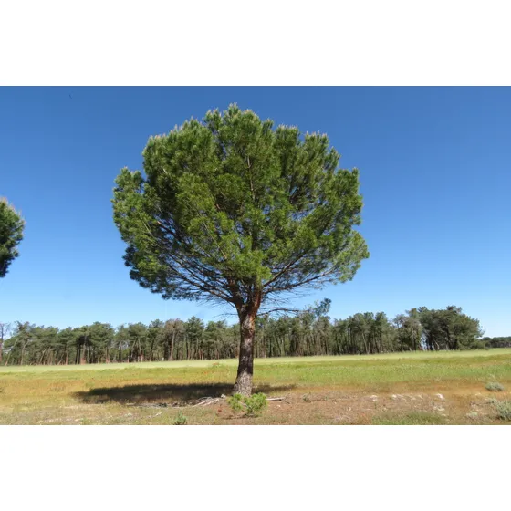 Semillas De Pino Pinoñero - Pinus Pinea X 10 Unid. 