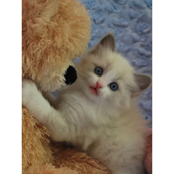 Ragdoll Filhotes - Procurar Por Grazi Em Havila Filhotes