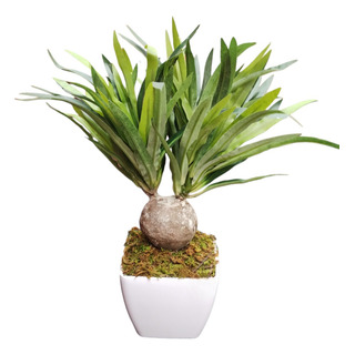 Planta De Yucca Pata De Elefanta Artificial Con Maceta Planta De Yucca Pata De Elefanta Artificial Con Maceta