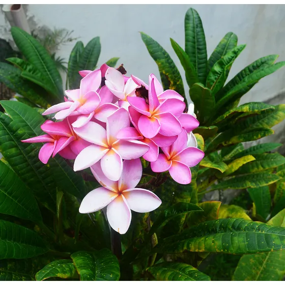 Plantas Flor De Mayo, Arbol De Flores Rosadas En Ramillete