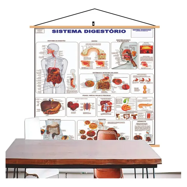 Mapa Do Corpo Humano Sistema Digestório Banner Laminado
