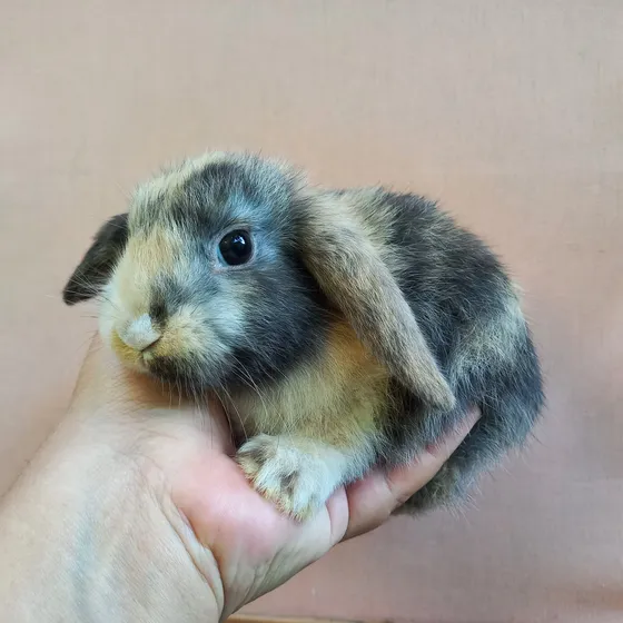 Mini Coelho / Mini Lop Uruguaio 