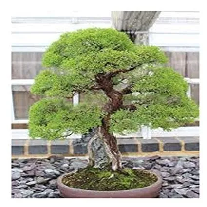 30 Sementes Cryptomeria Japonica Bonsai Cedro Árvore P/ Muda